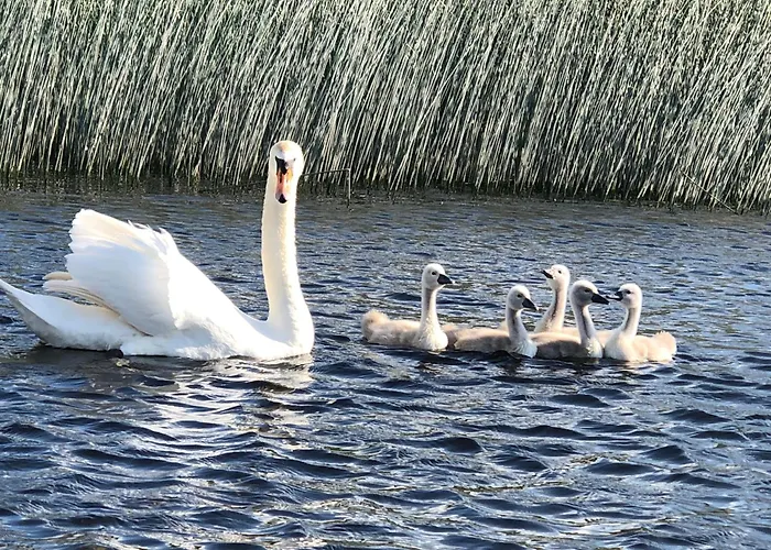 Hébergement de vacances Hynes Self-catering Midlands Banagher *